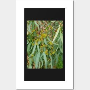 River Red Gum Posters and Art